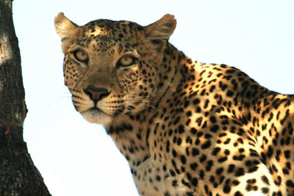 botswana safari leopard moremi africa africa safariadv exploringafrica romina facchi travel viaggi