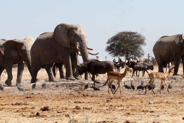 botswana safari nxai pan elephant africa safariadv exploringafrica romina facchi