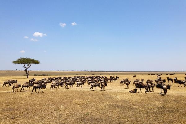 The Great Migration in Serengeti National Park in Tanzania: beautiful landscape with acacia and thousands of wildebeest aka gnus