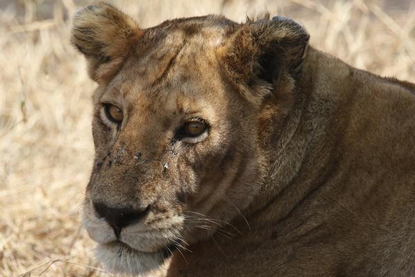 exploringafrica safariadv romina facchi botswana travel