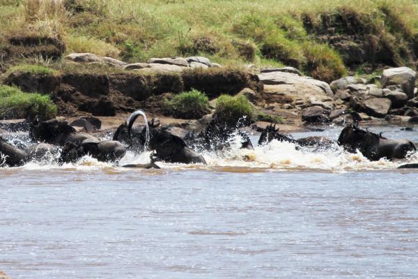 The Great Migration in Serengeti National Park: crossing Mara River