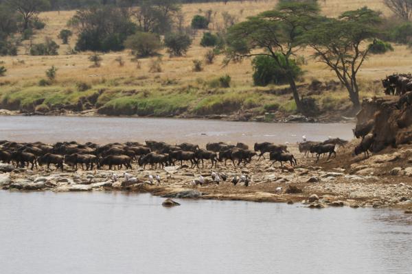 The Great Migration in Serengeti National Park: wildebeests and zebras cross the Mara River