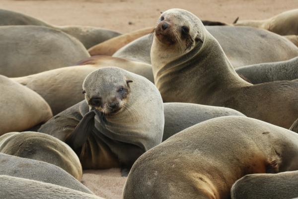 namibia cape cross Namibia travel exploringafrica safariadv safari