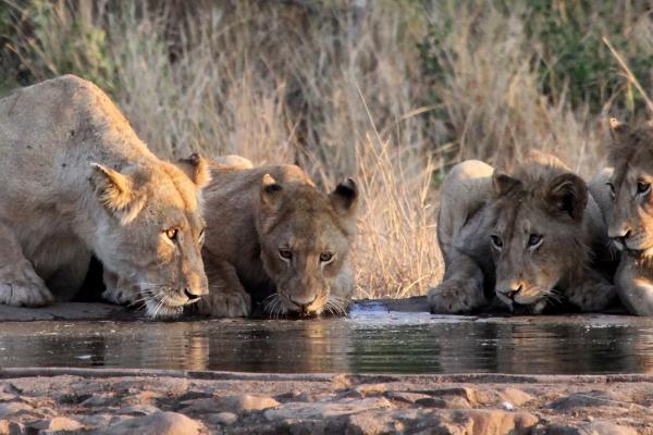 south africa sudafrica exploringafrica safariadv kruger lion safari travel