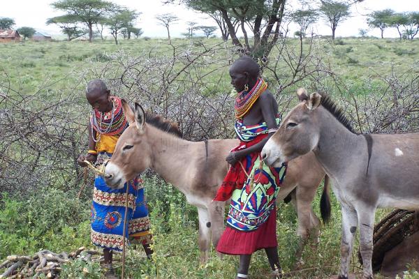 samburu people in kenya with donkey