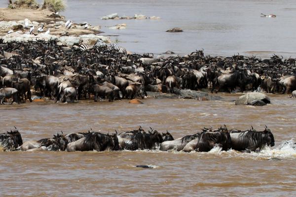 The Great Migration in Serengeti National Park in Tanzania:crossing Mara River, beautiful landscape with thousands of wildebeest aka gnus and zebras