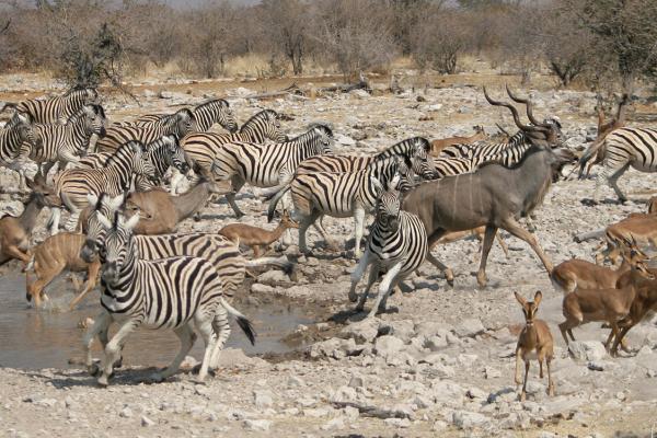 namibia etosha safariadv exploringafrica rominafacchi zebras