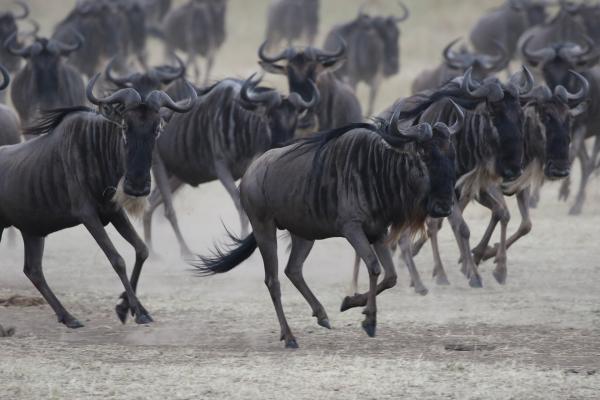 masai mara exploringafrica savannah romina facchi safariadv gnu great migration