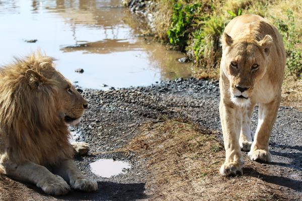 ngorongoro tanzania africa exploringafrica safariadv lions romina facchi