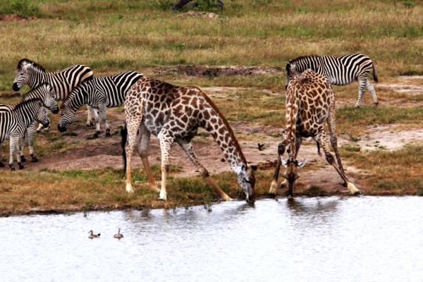 zimbabwe giraffe exploringafrica safariadv alessio delle cave
