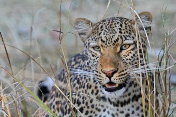 leopardo exploringafrica safariadv rominafacchi leopard 