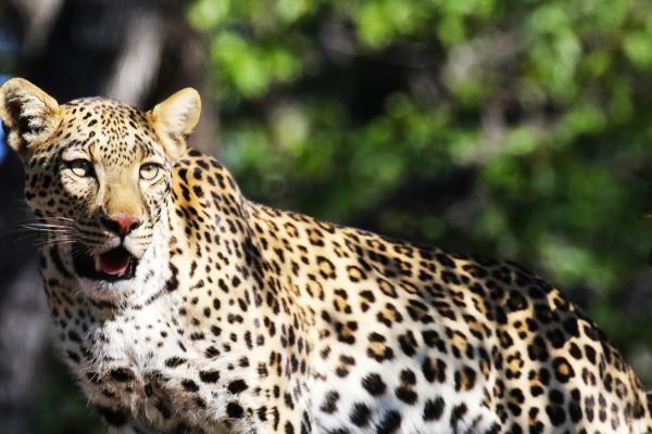 botswana safari leopard moremi africa africa safariadv exploringafrica romina facchi travel viaggi