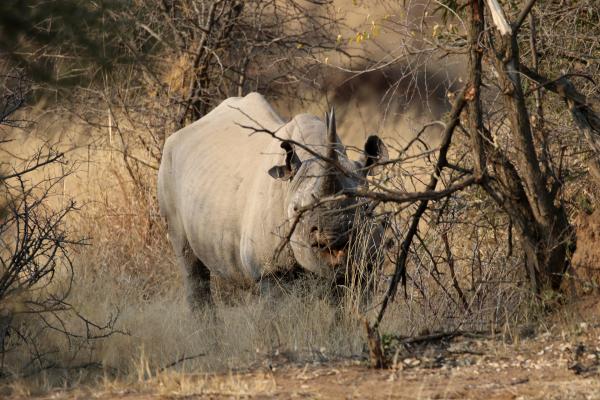 Pilanesberg National Park: Rhino botswana south africa exploringafrica safariadv romina facchi travel chobe savuti moremi okavango