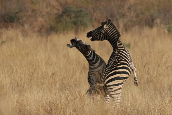 Pilanesberg National Park: Zebra fighting botswana south africa exploringafrica safariadv romina facchi travel chobe savuti moremi okavango