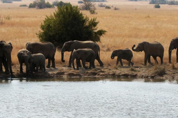 Pilanesberg National Park: Elephants botswana south africa exploringafrica safariadv romina facchi travel chobe savuti moremi okavango
