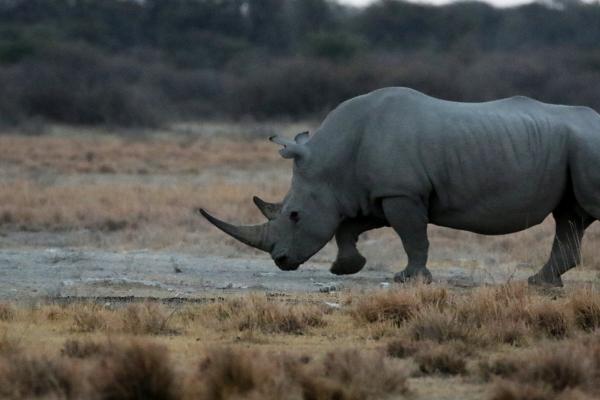 Botswana: Khama Rhino botswana south africa exploringafrica safariadv romina facchi travel chobe savuti moremi okavango