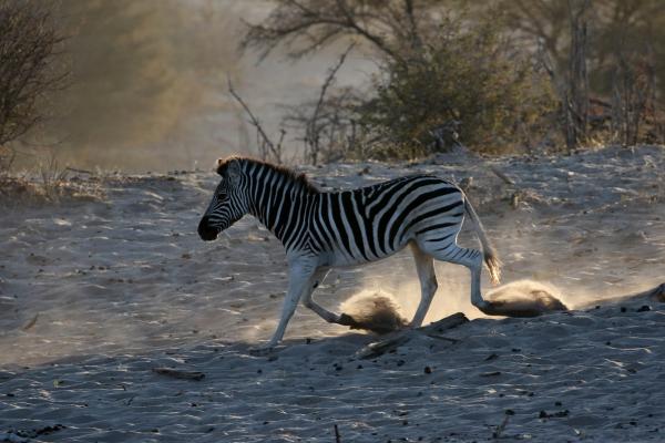 Makgadikgadi Pans National Park botswana south africa exploringafrica safariadv romina facchi travel chobe savuti moremi okavango