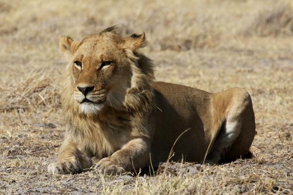 Moremi Game Reserve: Lion botswana south africa exploringafrica safariadv romina facchi travel chobe savuti moremi okavango