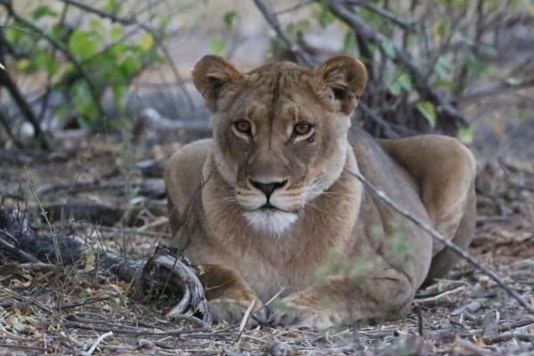 Moremi Game Reserve: Lion botswana south africa exploringafrica safariadv romina facchi travel chobe savuti moremi okavango