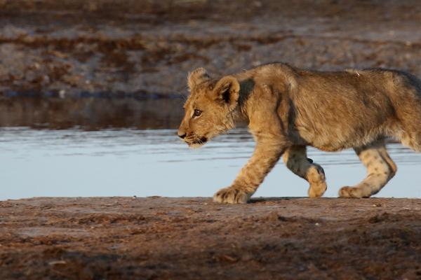 Savuti: lion cub botswana south africa exploringafrica safariadv romina facchi travel chobe savuti moremi okavango