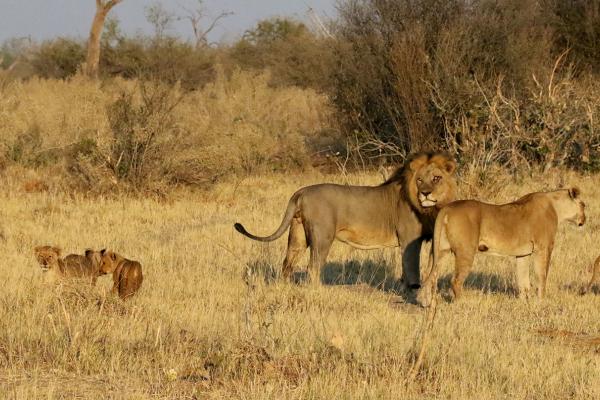 Savuti: Marsh Pride botswana south africa exploringafrica safariadv romina facchi travel chobe savuti moremi okavango