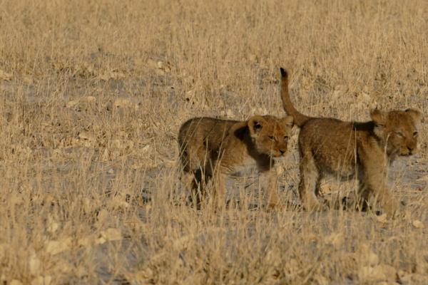 Savuti: North pride cubs botswana south africa exploringafrica safariadv romina facchi travel chobe savuti moremi okavango