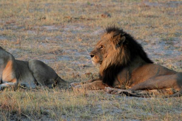 Chobe Riverfront: lions botswana south africa exploringafrica safariadv romina facchi travel chobe savuti moremi okavango