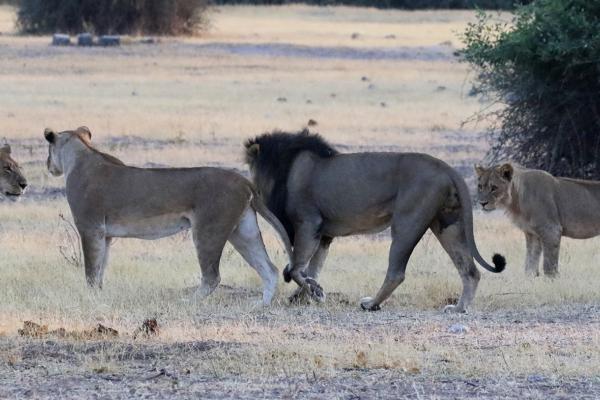 Chobe National Park: lions botswana south africa exploringafrica safariadv romina facchi travel chobe savuti moremi okavango