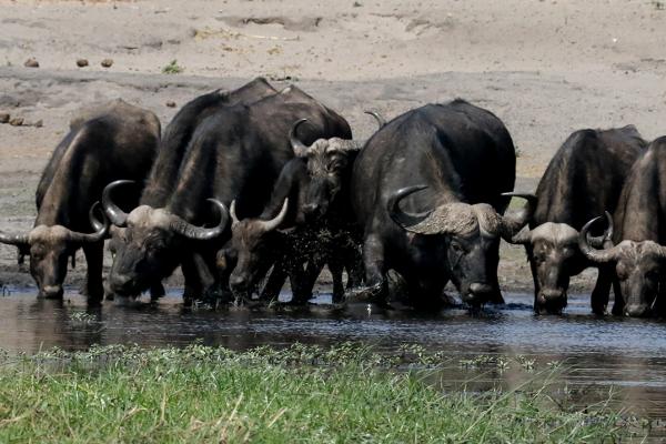 Chobe National Park: Boat safari botswana south africa exploringafrica safariadv romina facchi travel chobe savuti moremi okavango