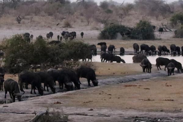 Botswana: Tholobo’s Bush Lodge botswana south africa exploringafrica safariadv romina facchi travel chobe savuti moremi okavango