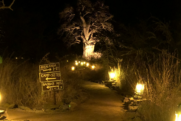 Planet baobab botswana south africa exploringafrica safariadv romina facchi travel chobe savuti moremi okavango