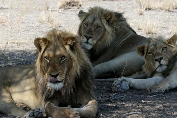 Central Kalahari: Lions botswana south africa exploringafrica safariadv romina facchi travel chobe savuti moremi okavango