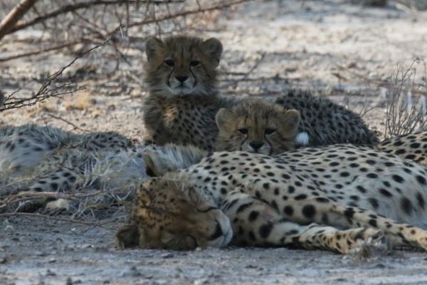 Centra Kalahari: Cheetahs botswana south africa exploringafrica safariadv romina facchi travel chobe savuti moremi okavango