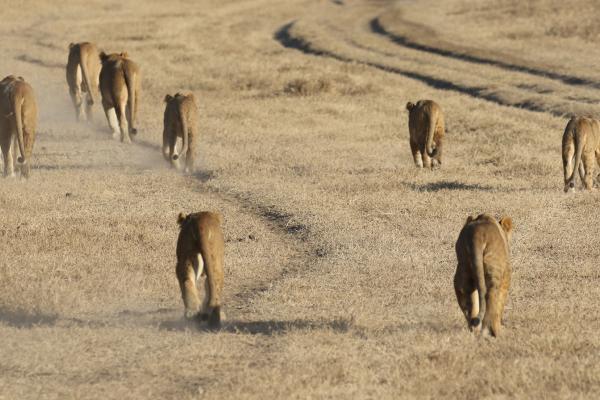 Ngrongoro Crater: lions exploringafrica safariadv romina facchi arica leoni ngorongoro safari tanzania lion