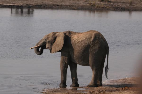 elephants drinking in Hwange National Park exploringafrica safariadv africa safari zimbabwe