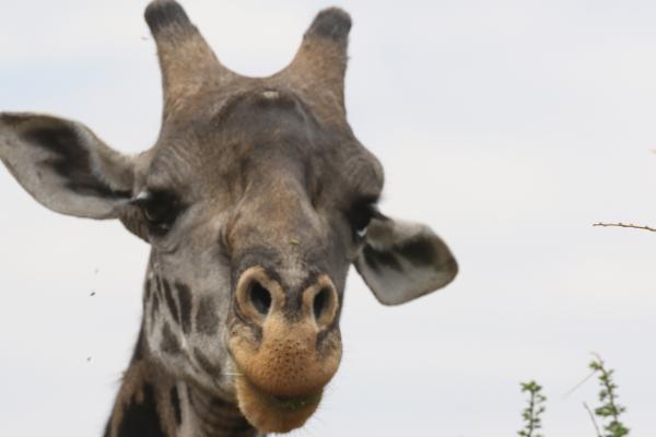 Masai Giraffe giraffe worldgiraffeday exploringafrica safariadv romina facchi