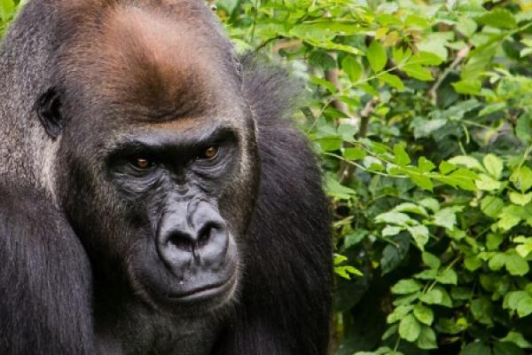 Gorilla exploringafrica sfariadv africa virunga gorilla congo rwanda uganda