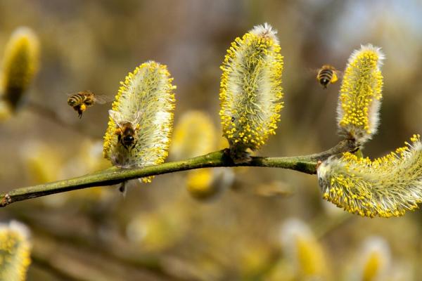 Bees exploringafrica safariadv africa tsavo kenya