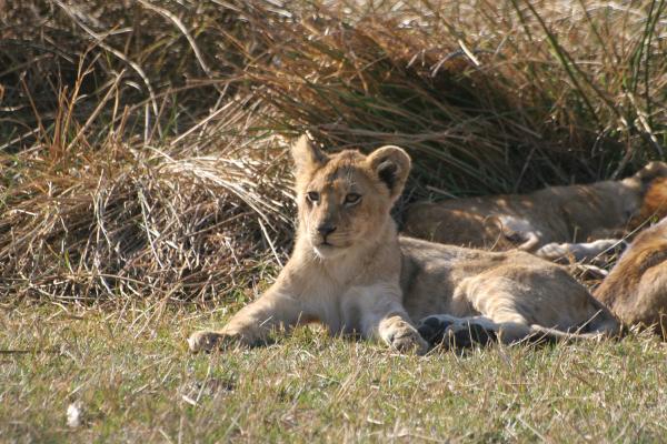 The World Lion Day exploringafrica lions cub safariadv moremi botswana romina facchi tanzania