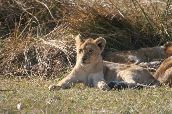 exploringafrica lions  cub safariadv moremi botswana romina facchi tanzania