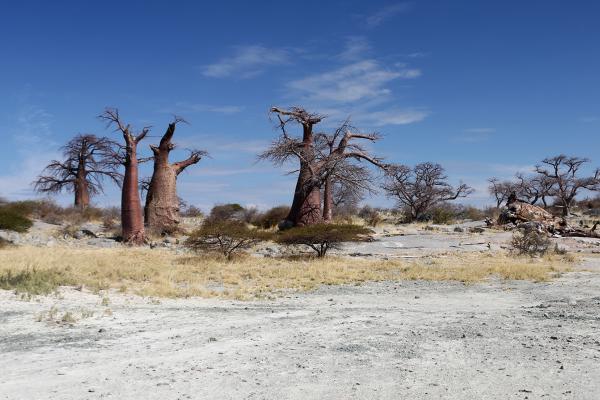 Kubu Island botswana safari kubu island africa safariadv exploringafrica romina facchi