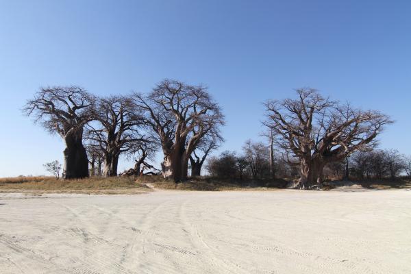Nxai Pan: Baines Baobab botswana nxai pan baobab exploringafrica safariadv romina facchi