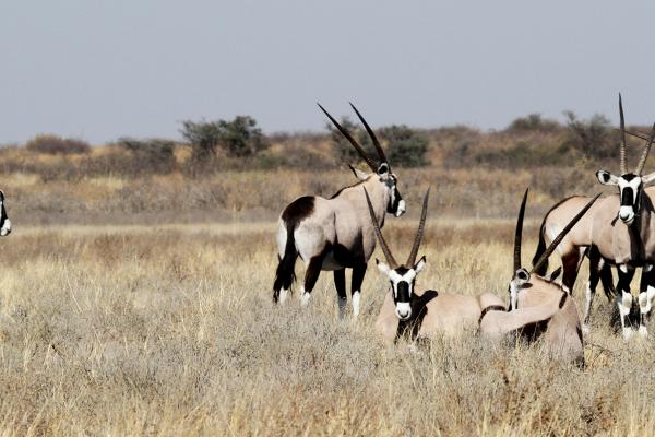 Central Kalahari Game Reserve: Gemsbok central kalahari ckgr gemsbok botswana exploringafrica safariadv romina facchi desert