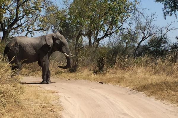 Moremi Game Reserve: Elephant moremi botswana exploringafrica safariadv romina facchi elephant safari gamedrive travel