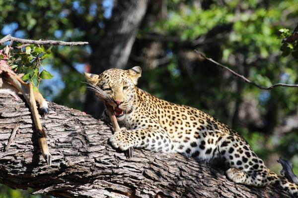 moremi leopard exploringafrica safariadv romina facchi botswana safari