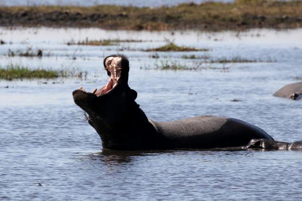 Namibia: Mahango National Park mahango namibia exploringafrica safariadv romina facchi travel safari