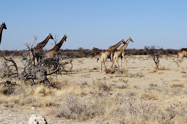 Etosha National Park: Giraffes namibia exploringafrica safariafv safari romina facchi etosha travel safari
