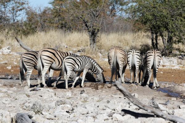 namibia etosha safariadv exploringafrica rominafacchi zebras