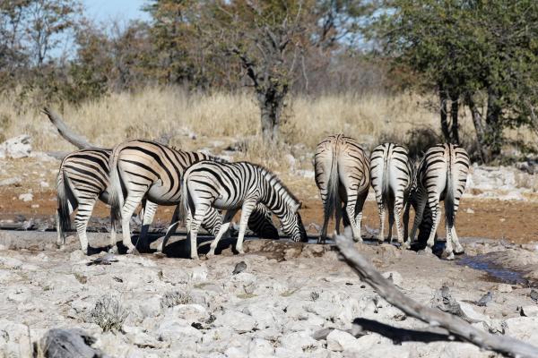 Etosha National Park: zebras namibia etosha safariadv exploringafrica rominafacchi zebras