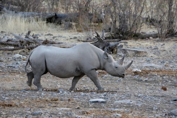 namibia etosha exploringafrica safariafv safari rominafacchi namib rino rhino namib rino rhino
